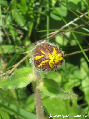 Photo de bourgeon d'arnica des montagnes