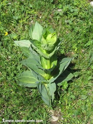 Image de Gentiana lutea