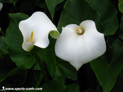 Photo de fleur d'arum