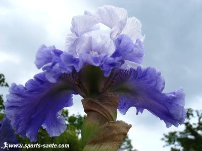 Photo de fleur d'iris bleu