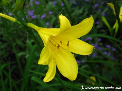 Photo de fleur de lis jaune