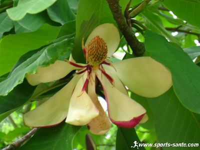 Photo de fleur de magnolia