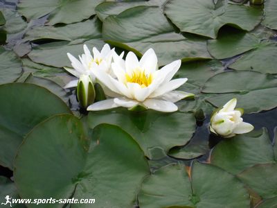 Photo de fleur de nénuphar