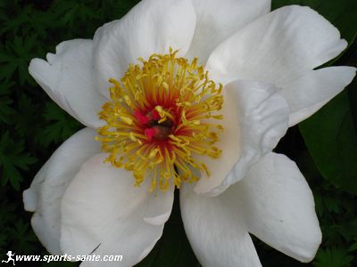 Photo de fleur de paeonia