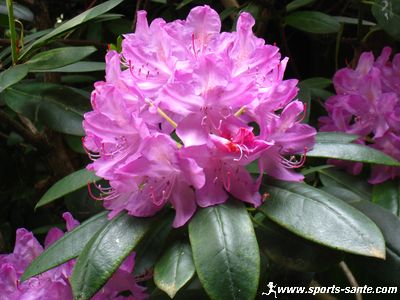 Photo de rhododendron