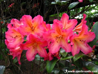 Photo de fleur de rhododendron