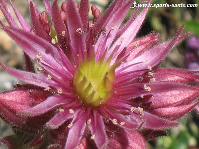 Photo de fleur de Joubarbe des montagnes