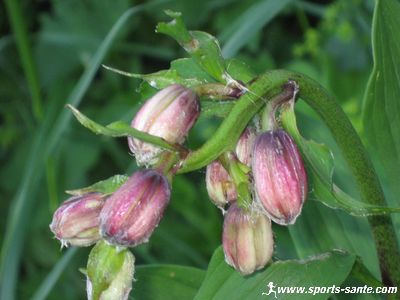 Photo des bourgeons de Lys martagon