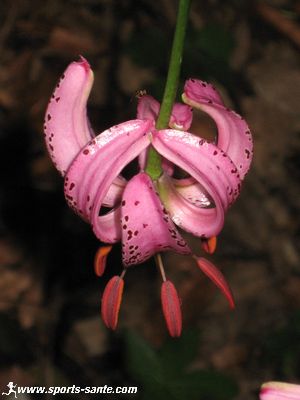 Photo de pétales de Lis martagon