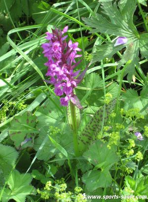 Photo d'orchidée sauvage