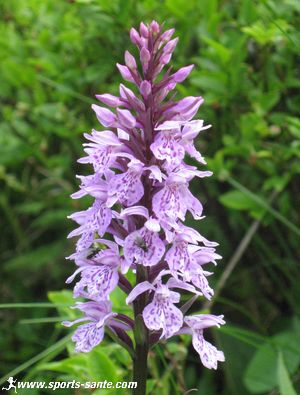 Image orchidées sauvages