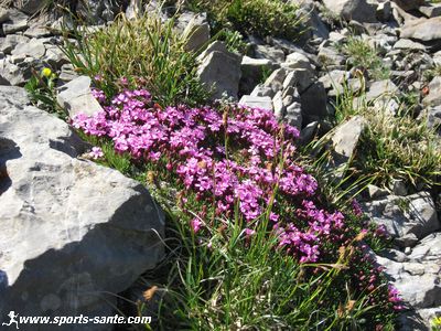Image Silène des glaciers