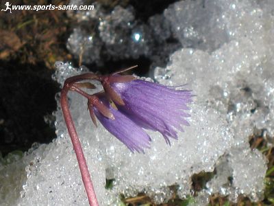 Photo de la Soldanelle des Alpes