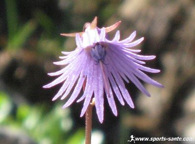 Fleur violette des Alpes : la Soldanelle des Alpes