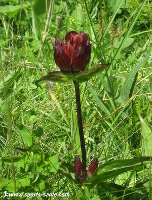 Image de la plante Gentiane rouge