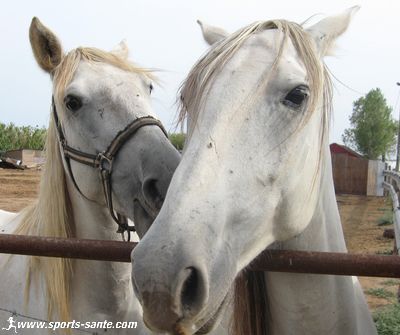 Photo de chevaux camargais