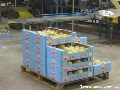 photo des melons Rouge Gorge conditionnés en carton sur le site de Béziers.