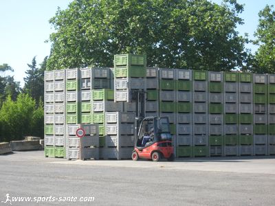 Photo des palettes de melons Rouge Gorge