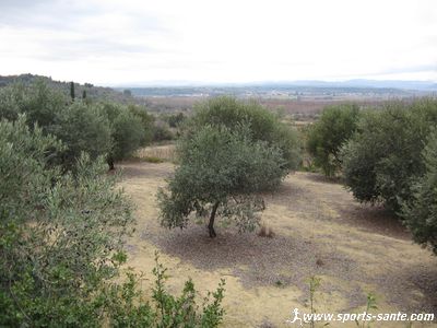 Cueillette des olives à Aumes Hérault Languedoc Roussillon