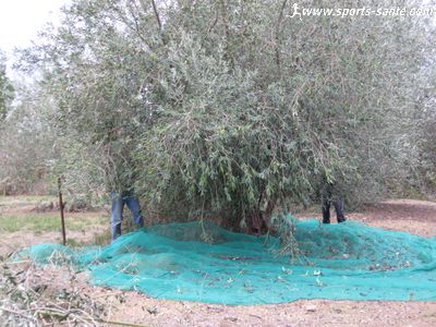 Photo de ramasseurs d'olives