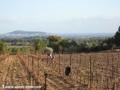 Photo de vignes