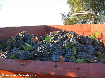 Photo de raisins Carignan vendangés
