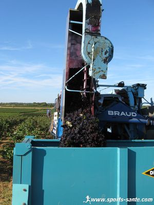 Photo de la machine à vendanger