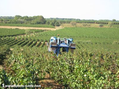 Photo de machine à vendanger