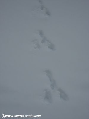Photo de trace de lièvre dans la neige