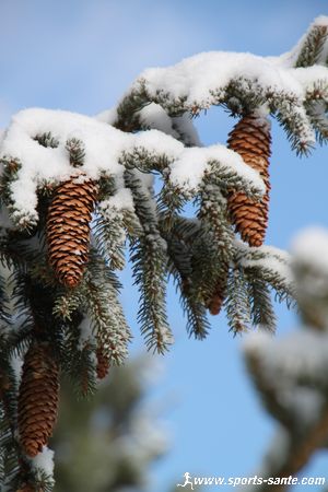 Randonnée en raquettes à neige dans les Alpes à Praz de Lys Sommand (commune de Taninges Mieussy)