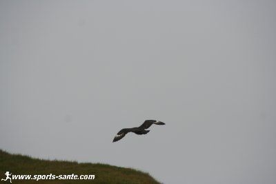 Photo de grand labbe