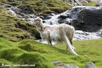 Photo de mouton