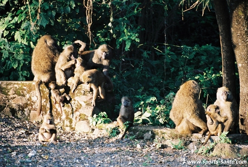 photo de babouins en Tanzanie