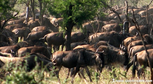 Le parc du Serengeti : rencontre avec la faune de Tanzanie, gnous, gazelles, zèbres, hippopotames, lionceau et girafe (3/9)