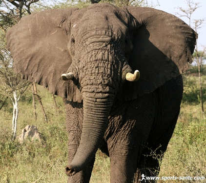 éléphants en safari tanzanien