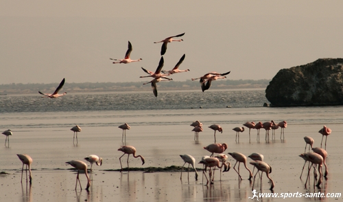 flamants roses au lac Natron