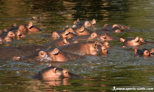 hippopotames en tanzanie