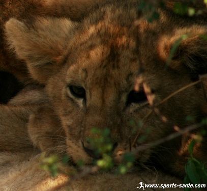 lionceau en Tanzanie