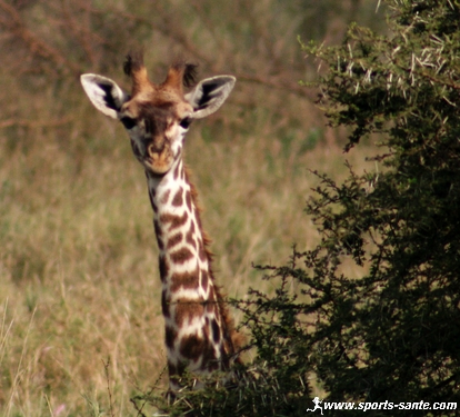 photo de girafon en Tanzanie