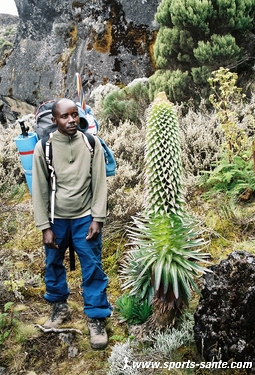 photo de lobélie en Tanzanie