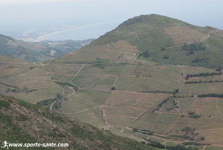 Photo du vignoble de Banyuls
