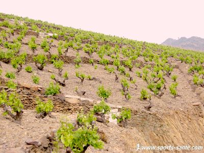 Photo de vignes sur les coteaux de Banyuls