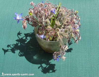 Photo d'un bouquet de bourrache