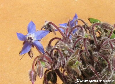 Fleurs et pétales de bourrache