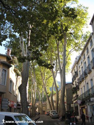 Photo de platanes majestueux à Céret