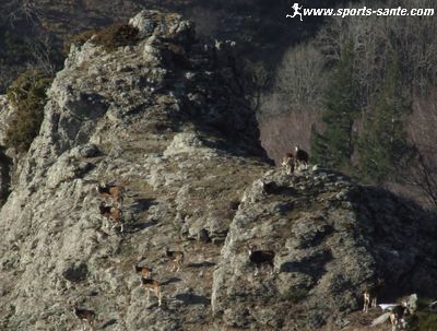 Photo de mouflons près de Douch commune de Rosis dans l'Hérault