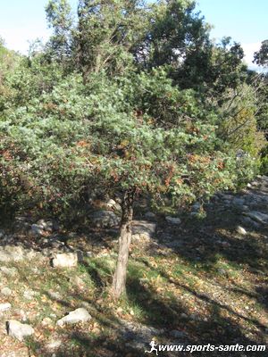 Photo du genévrier cade dans la garrigue de Viols le fort