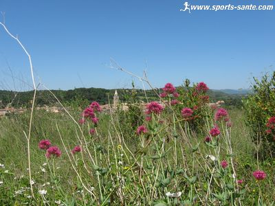 Photo de chardon en bord de vigne à Gabian Hérault