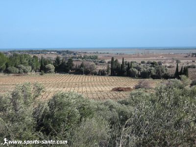 Photo du vignoble de La Palme
