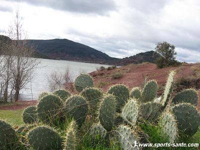 Photo de cactus au Salagou dans l'Hérault